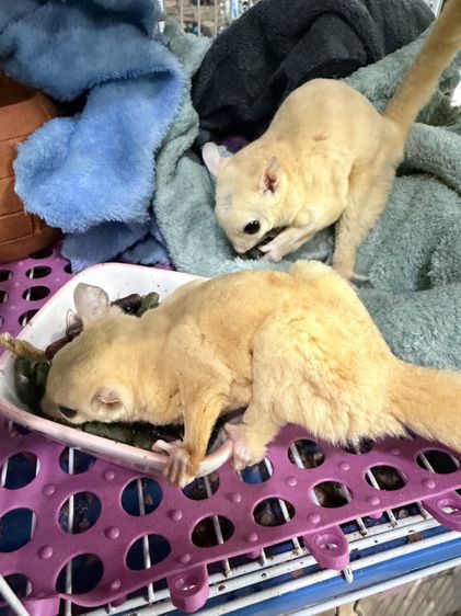 ซูการ์ รูปที่ 2