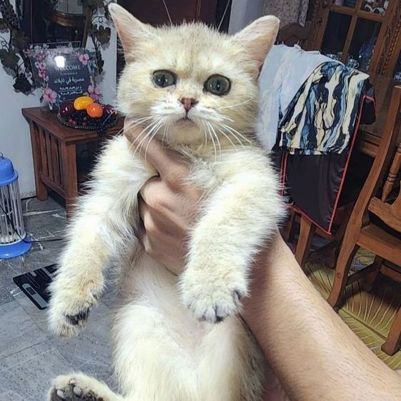 บริติชช็อตแฮร์ รูปที่ 2