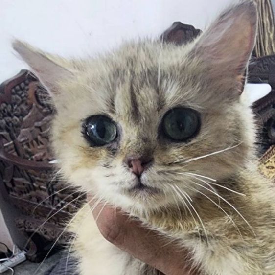 บริติชช็อตแฮร์ รูปที่ 4