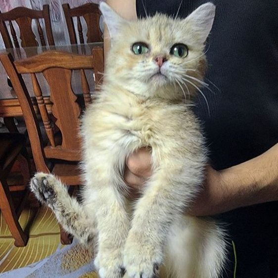 บริติช ชอร์ตแฮร์ (British Shorthair) บริติชช็อตแฮร์