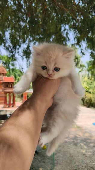 เปอร์เซีย รูปที่ 2