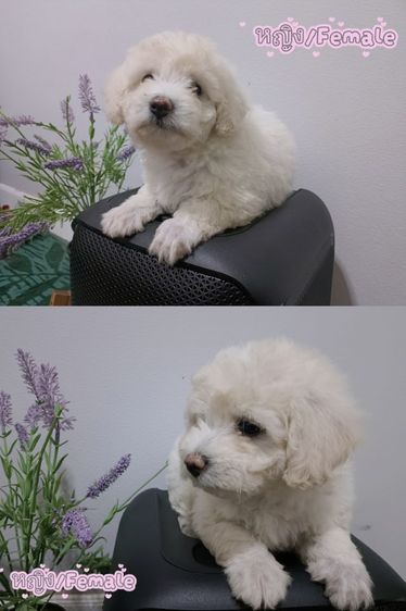 พุดเดิ้ล (Poodle) เล็ก Poodle Toy Chiang Mai