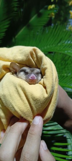 หาบ้านให้ชูก้า รูปที่ 2