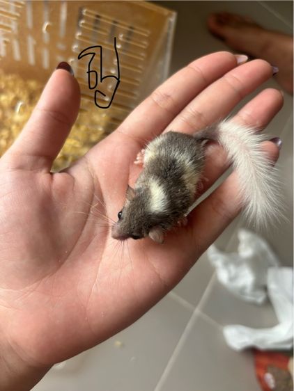 ดอร์เม้าส์ (กระรอกจิ๋ว) รูปที่ 2