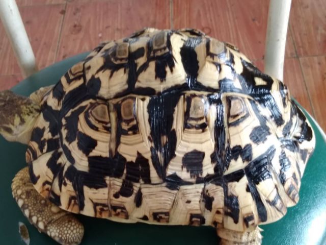 ขายเต่าเรียวพาสเพษผู้ 9 นิ้ว 10,000 บาท