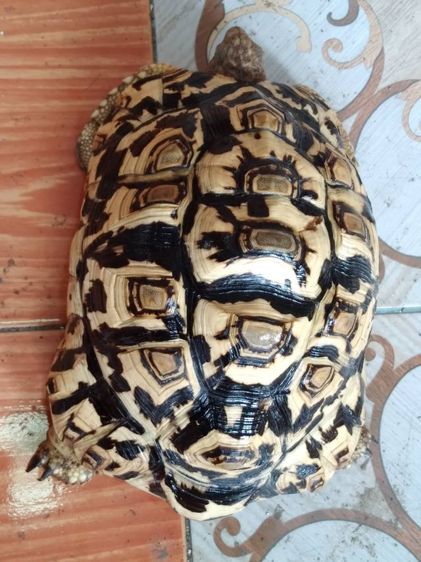 ขายเต่าเรียวพาสเพษผู้ 9 นิ้ว 10,000 บาท รูปที่ 3