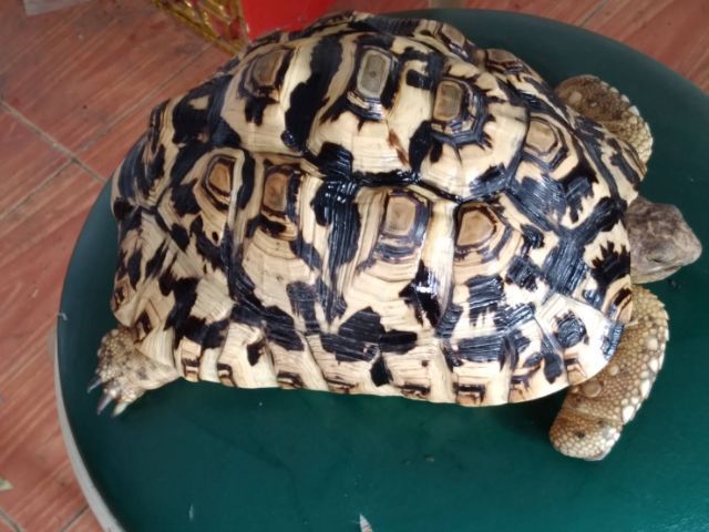 ขายเต่าเรียวพาสเพษผู้ 9 นิ้ว 10,000 บาท รูปที่ 5
