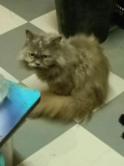 น้องแมวเปอร์เซียราคาแบ่งกันเลี้ยงราคา1200น้องแข็งแรงซนทานอาหารเม็ดเข้ากระบะทรายได้อายุ2เดือนตัวผู้ รูปที่ 14