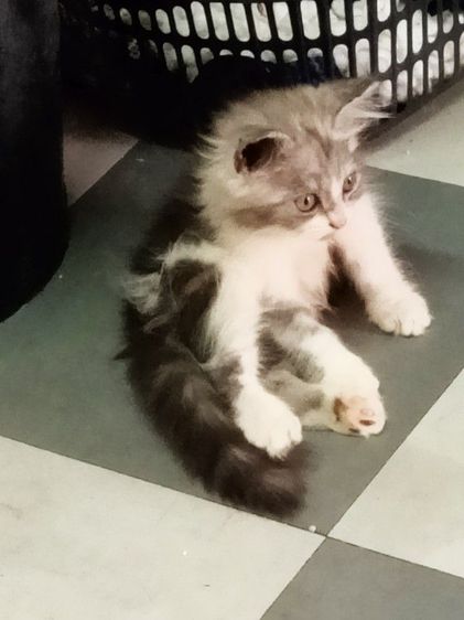 น้องแมวเปอร์เซียราคาแบ่งกันเลี้ยงราคา1200น้องแข็งแรงซนทานอาหารเม็ดเข้ากระบะทรายได้อายุ2เดือนตัวผู้ รูปที่ 9