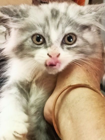 น้องแมวเปอร์เซียราคาแบ่งกันเลี้ยงราคา1200น้องแข็งแรงซนทานอาหารเม็ดเข้ากระบะทรายได้อายุ2เดือนตัวผู้ รูปที่ 2