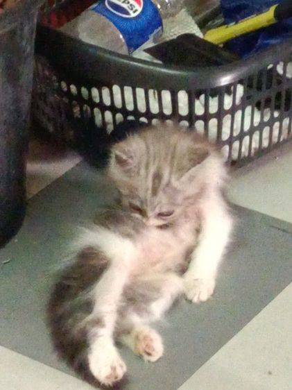 น้องแมวเปอร์เซียราคาแบ่งกันเลี้ยงราคา1200น้องแข็งแรงซนทานอาหารเม็ดเข้ากระบะทรายได้อายุ2เดือนตัวผู้ รูปที่ 11