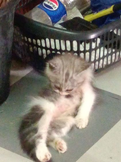 น้องแมวเปอร์เซียราคาแบ่งกันเลี้ยงราคา1200น้องแข็งแรงซนทานอาหารเม็ดเข้ากระบะทรายได้อายุ2เดือนตัวผู้ รูปที่ 13