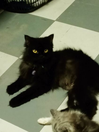 น้องแมวเปอร์เซียราคาแบ่งกันเลี้ยงราคา1200น้องแข็งแรงซนทานอาหารเม็ดเข้ากระบะทรายได้อายุ2เดือนตัวผู้ รูปที่ 15