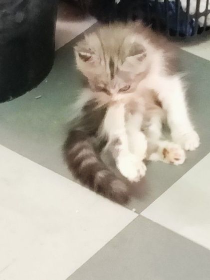 น้องแมวเปอร์เซียราคาแบ่งกันเลี้ยงราคา1200น้องแข็งแรงซนทานอาหารเม็ดเข้ากระบะทรายได้อายุ2เดือนตัวผู้ รูปที่ 12