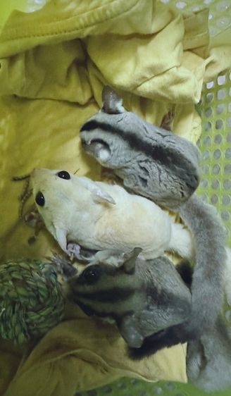 ชูก้า​ไกร​เดอร์​