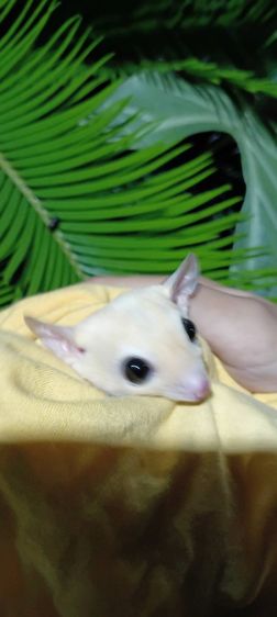 ชูก้า​ไกร​เดอร์​ รูปที่ 4