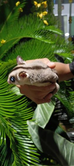 ชูก้าไกร​เดอร์​ รูปที่ 4