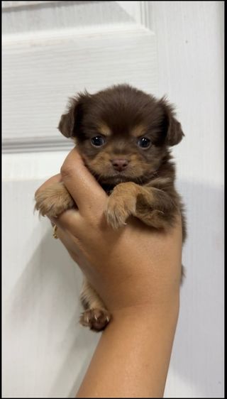 ชิวาว่า