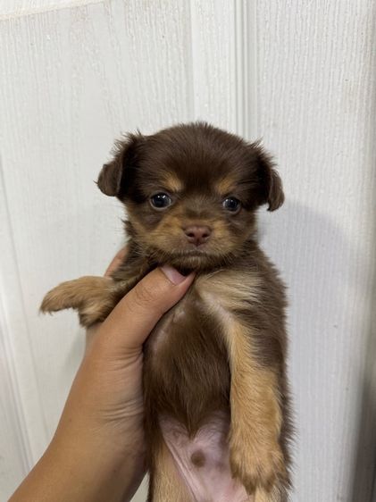 ชิวาว่า รูปที่ 2