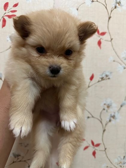 ปอม ชิวาว่า รูปที่ 3