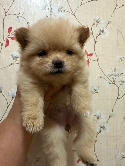 ปอม ชิวาว่า รูปที่ 4