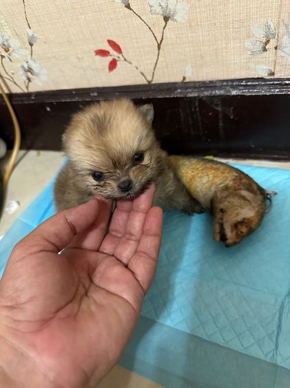 ปอม ชิวาว่า รูปที่ 2