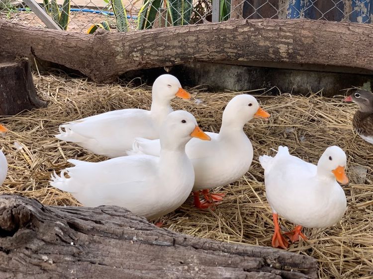 เป็ดคลอดั๊ก รูปที่ 3