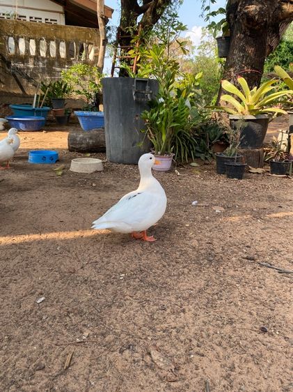 เป็ดคลอดั๊ก