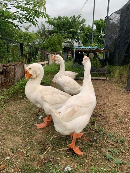 ห่านหัวสิงโต รูปที่ 2