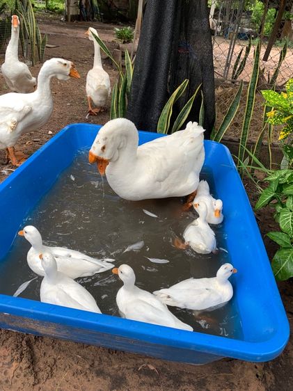 ห่านหัวสิงโต