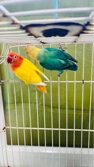 เลิฟเบิร์ด