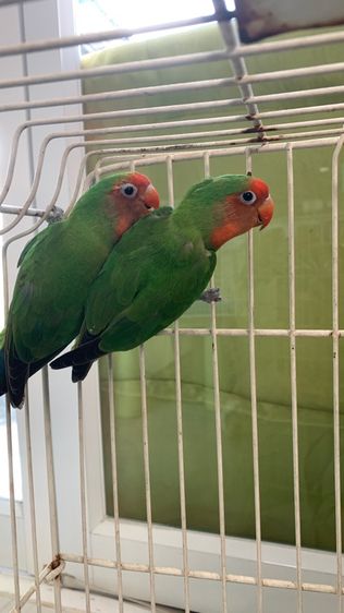 เลิฟเบิร์ด รูปที่ 6