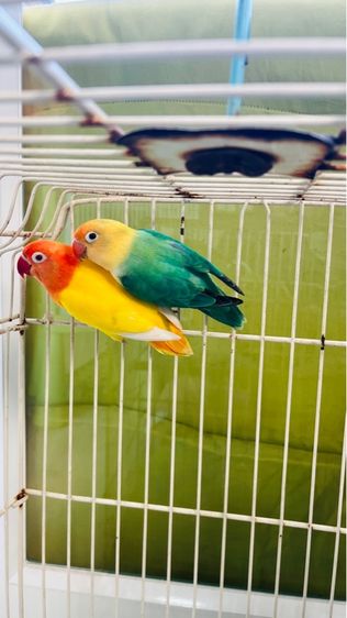 เลิฟเบิร์ด รูปที่ 2