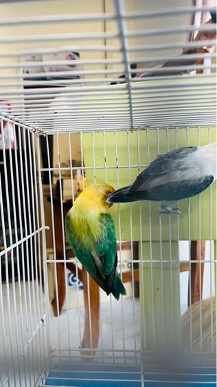 เลิฟเบิร์ด รูปที่ 4