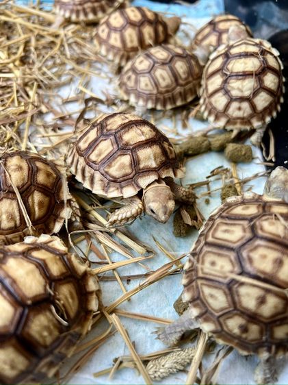 เต่าซูคาต้า