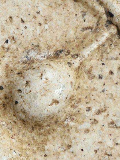 (Number One) เปิดกรุ ให้เช่าบูชาสมบัติบ้าน พระสมเด็จวัดระฆัง พิมพ์เจดีย์ มีมวลสาร เก่าสภาพใช้