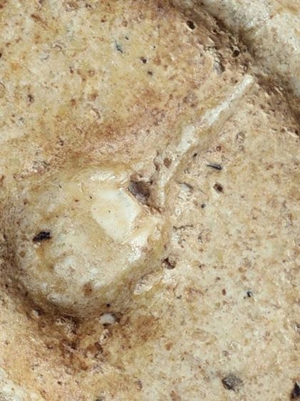 หนึ่งเดียว-หายาก เนื้อตุ๊บตั๊บ (Number One) ให้เช่าบูชาสมบัติบ้าน พระเบญจภาคี สมเด็จวัดระฆัง พิมพ์เจดีย์ มีมวลสาร สวยมาก