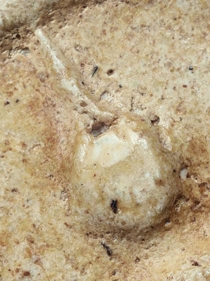 หนึ่งเดียว-หายาก เนื้อตุ๊บตั๊บ (Number One) ให้เช่าบูชาสมบัติบ้าน พระเบญจภาคี สมเด็จวัดระฆัง พิมพ์เจดีย์ มีมวลสาร สวยมาก รูปที่ 15