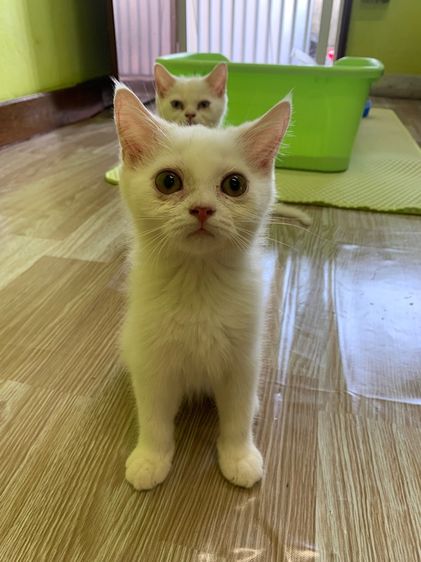 สก็อตติช โฟลด์ (Scottish Fold) แมวเลี้ยงน่ารักขี้อ้อน สีขาว