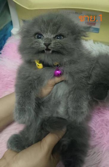 เปอร์เซีย (Persian) ขายแมวเปอร์เซียสีบลู