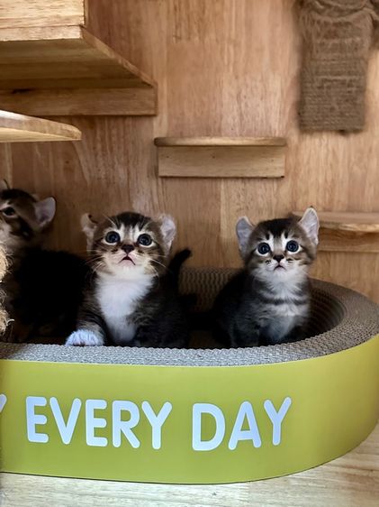 มันช์กิ้น (Munchkin) คินคาโลหูพลิกขาสั้น