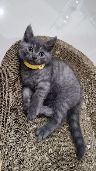 สก็อตติชบริติช🫶😻 เด็กชาย 🏡🎉 รูปที่ 4