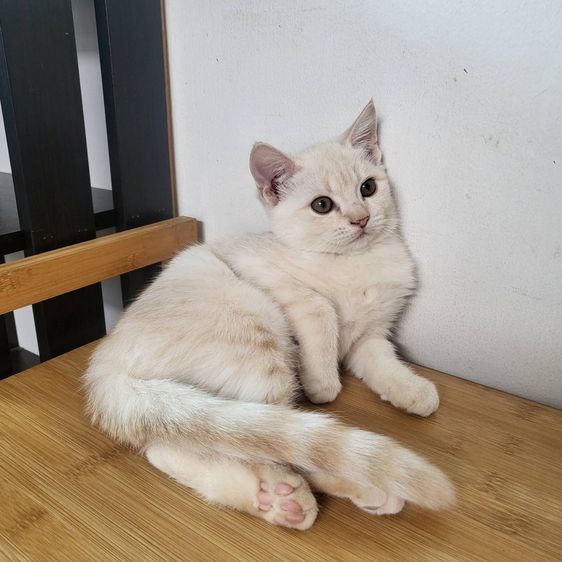 สก็อตติช โฟลด์ (Scottish Fold) แมวสก็อตติซโฟลด์