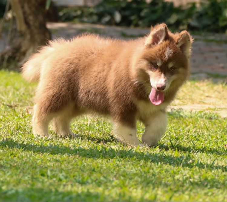 ไซบีเรียนเพศผู้ ราคาถูก เชียงใหม่ รูปที่ 4