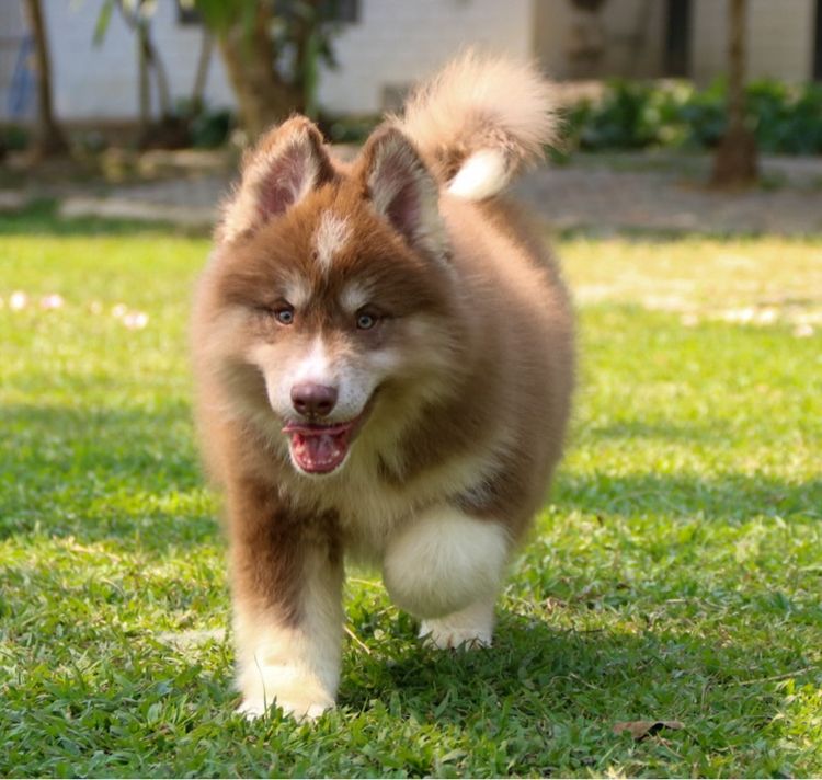 ไซบีเรียนเพศผู้ ราคาถูก เชียงใหม่ รูปที่ 2