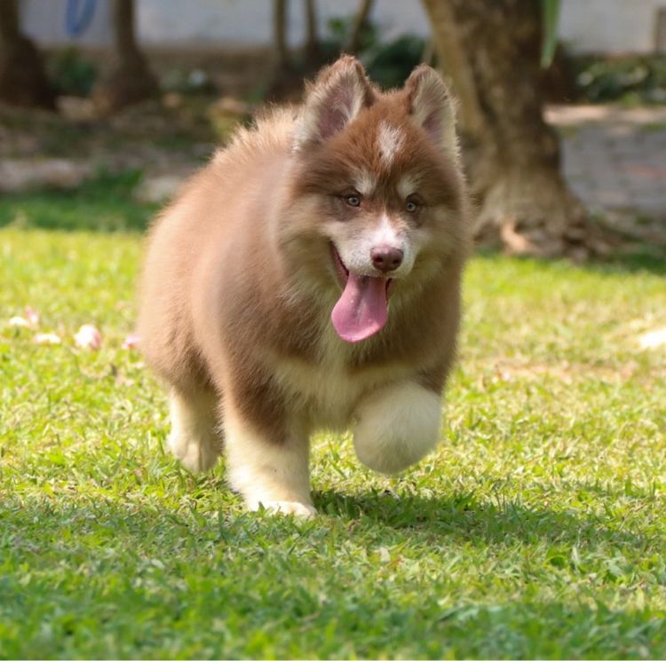 ไซบีเรียน ฮัสกี้ (Siberian Husky) กลาง ไซบีเรียนเพศผู้ ราคาถูก เชียงใหม่