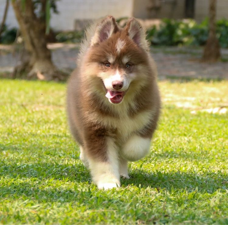 ไซบีเรียนเพศผู้ ราคาถูก เชียงใหม่ รูปที่ 3