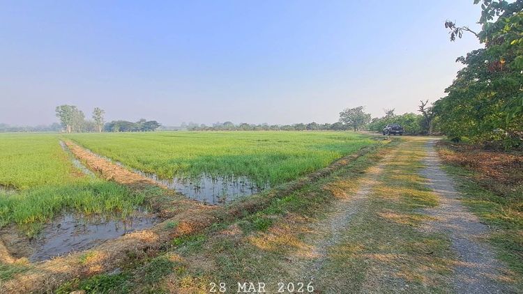 ขายที่นาราคาถูก ดินดีน้ำดี เหมาะทำนาข้าว ไร่นาสวนผสม