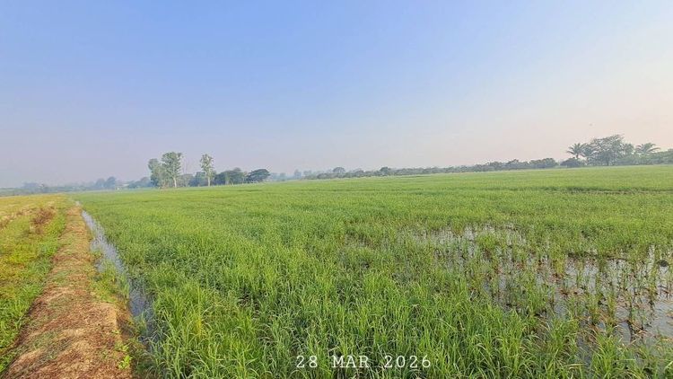 ไม่ใช่ ขายที่นาราคาถูก ดินดีน้ำดี เหมาะทำนาข้าว ไร่นาสวนผสม รูปที่ 3