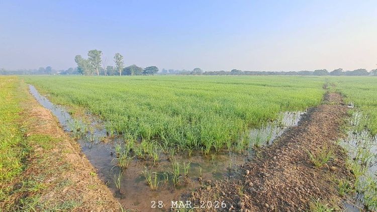 ไม่ใช่ ขายที่นาราคาถูก ดินดีน้ำดี เหมาะทำนาข้าว ไร่นาสวนผสม รูปที่ 2